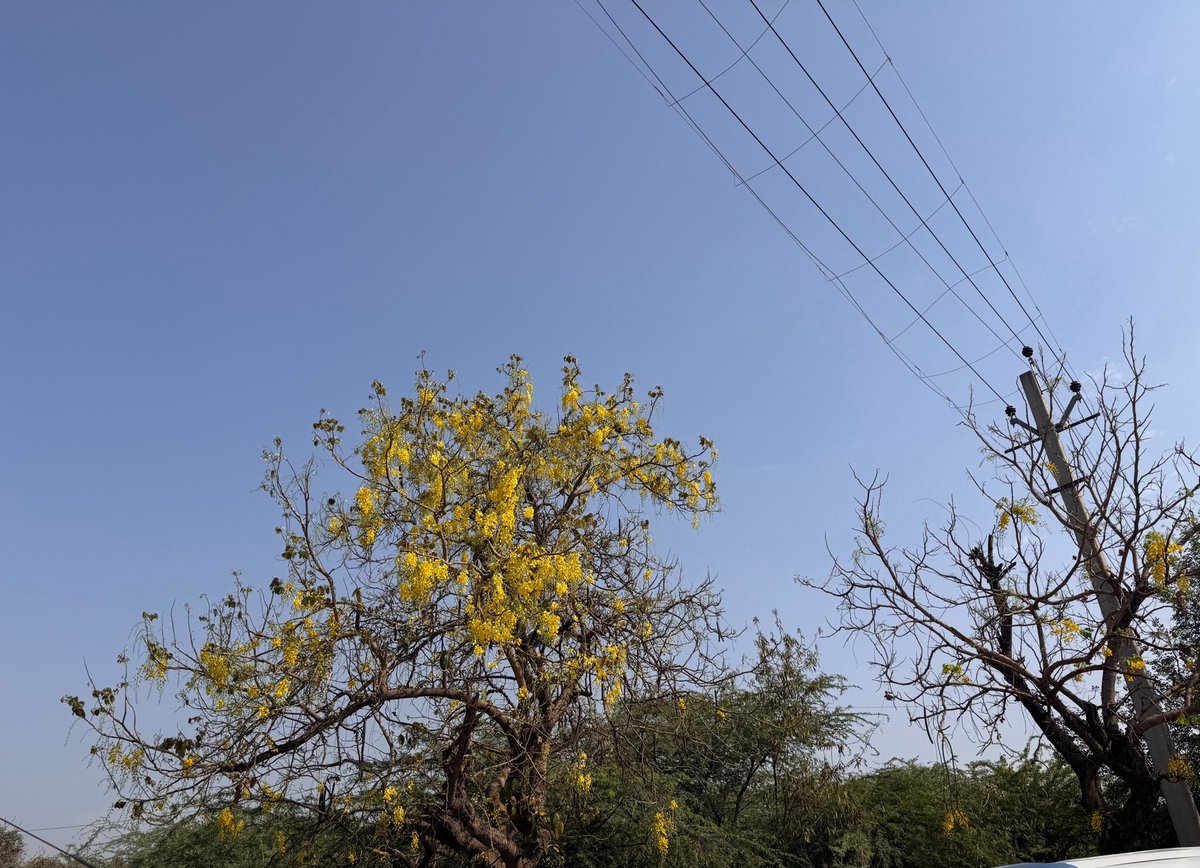 nisharai_ggc's tweet image. अमलतास फिर गुच्छों में इतराया है 
देखो भरी दोपहरी में कुदरत ने सुनहरा
पीले रंग बिखराया है ।
Showers / Amaltas / Labarnum blooming fully adding yellow to #Summer 
#nature
#IndiAves