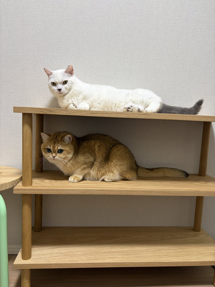 L様おまとめ　棚とねこ 棚猫3 | カプセルコレクション | 株式会社ターリン・インターナショナル
