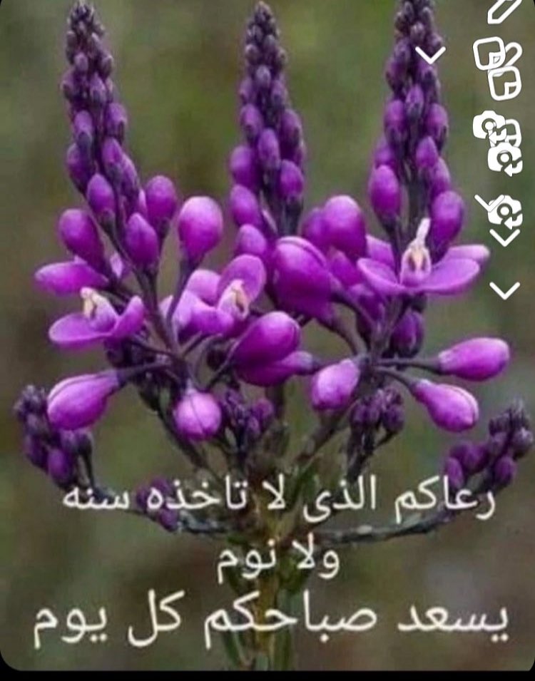 فائزة مرداد tweet media