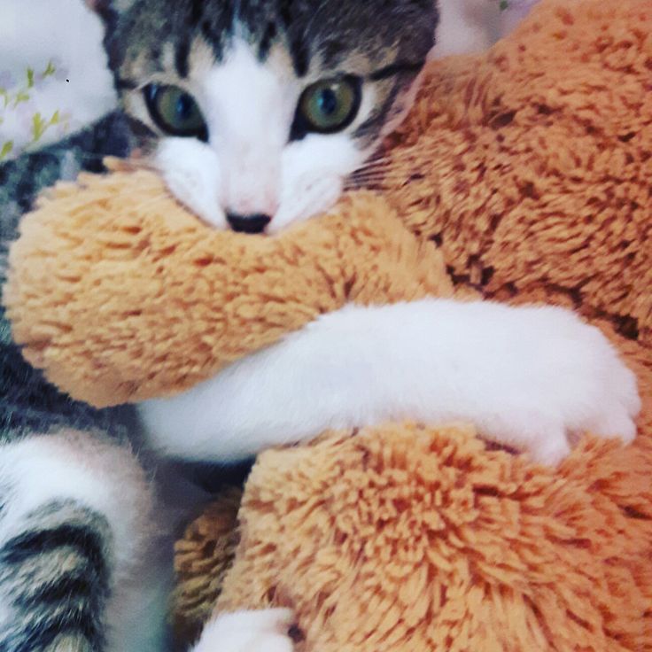 choi san as cat tweet media