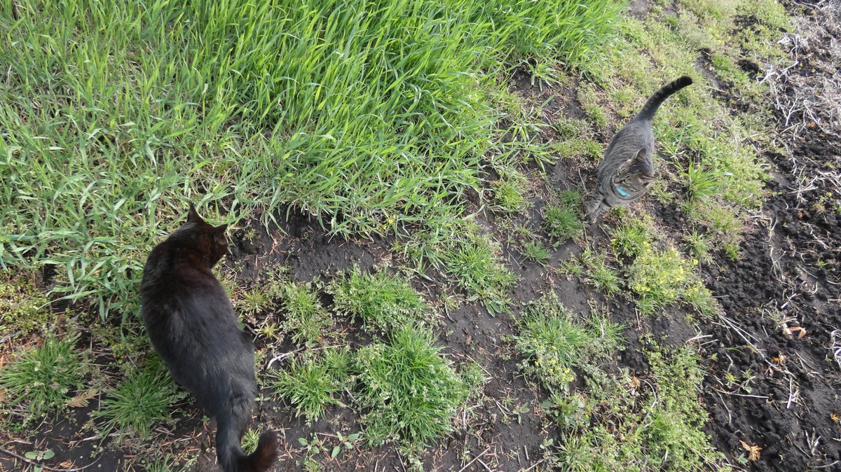 まびん＆ノワールとその仲間たち🐈‍⬛🕊 tweet media