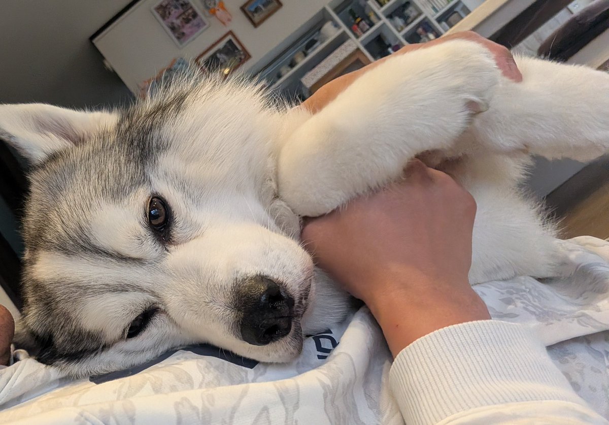 nikoniko_days's tweet photo. ネトフリ観てるの邪魔して捕獲された犬 https://t.co/wIctwqmP2b