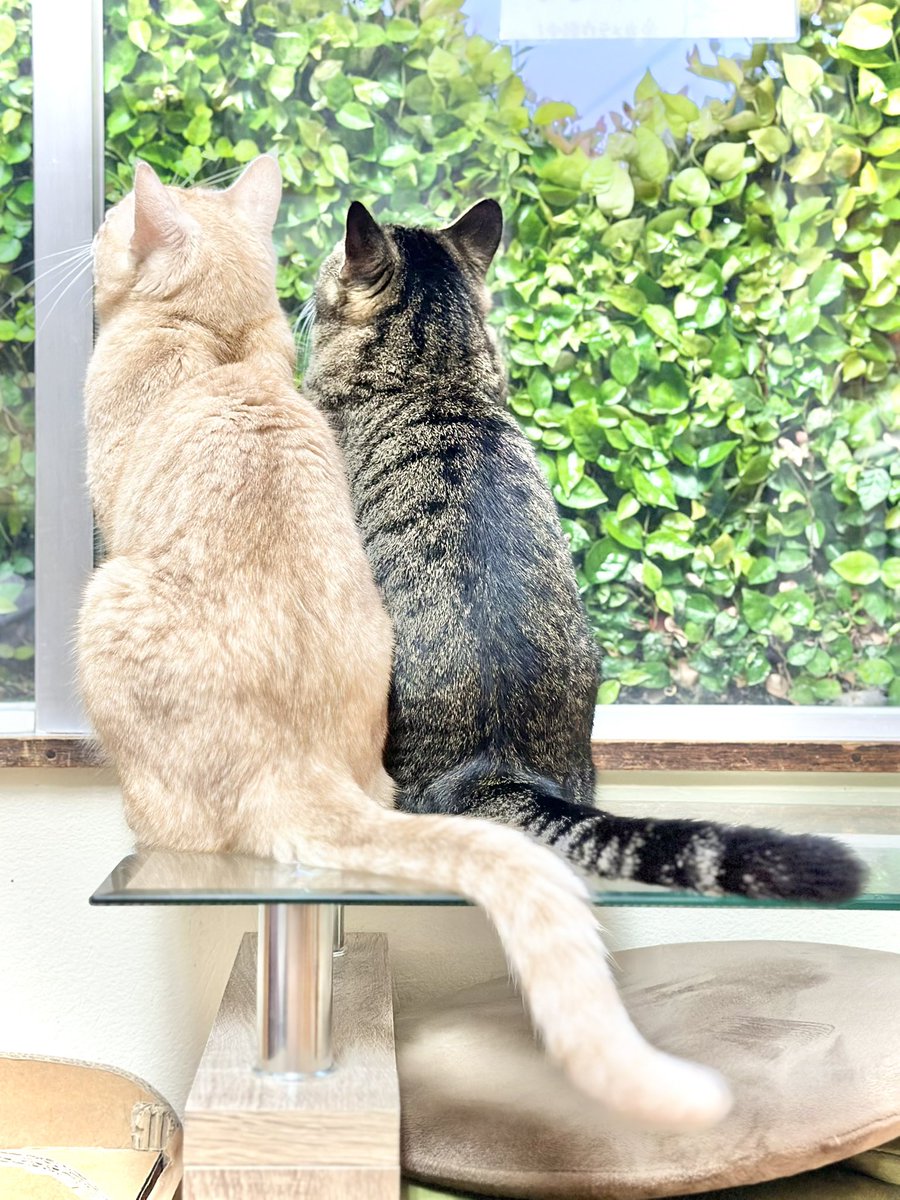 保護猫カフェmoff moff🐈 tweet media