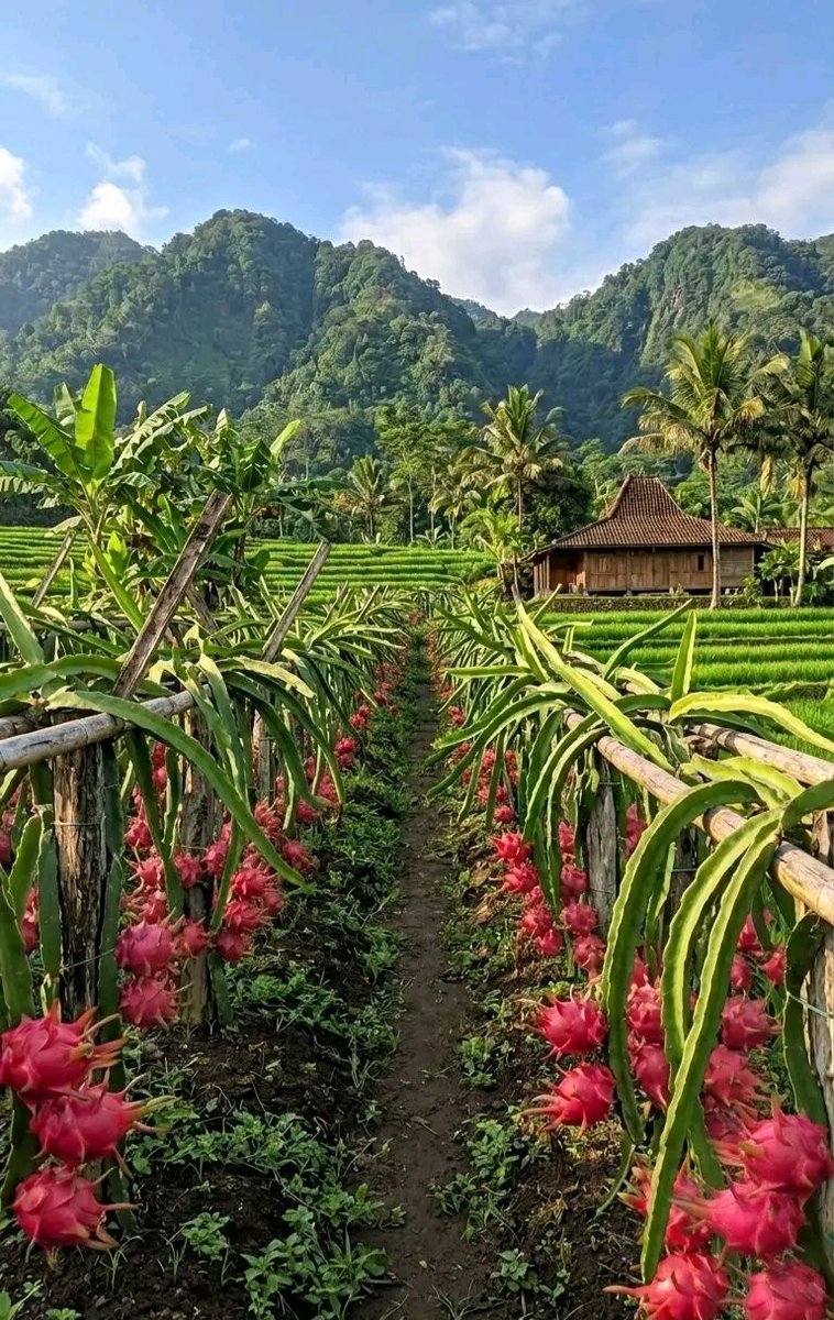 KwizeraEri57753's tweet image. A perfect day in a lush garden of dragon fruit, right beside a peaceful rice field such a refreshing vibe 🌿✨
#garden #Plant #Dragonfruit