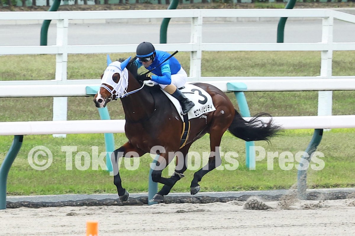 【競馬】 吉村誠之助騎手 直筆サイン カナルビーグル 50枚限定 競馬】 吉村誠之助騎手 直筆サイン カナルビーグル 50枚限定 【公式通販】