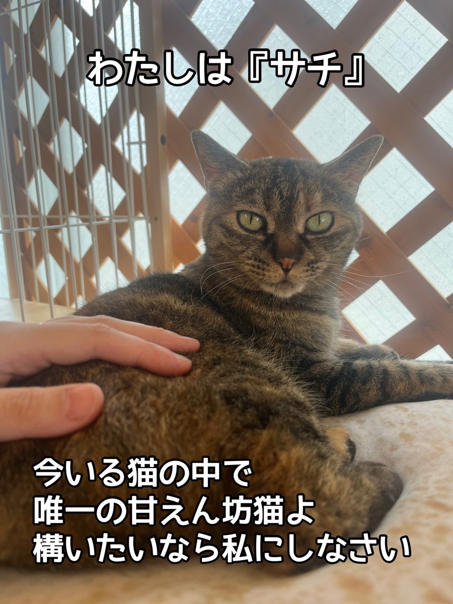 『おうちにおいで』 tweet media