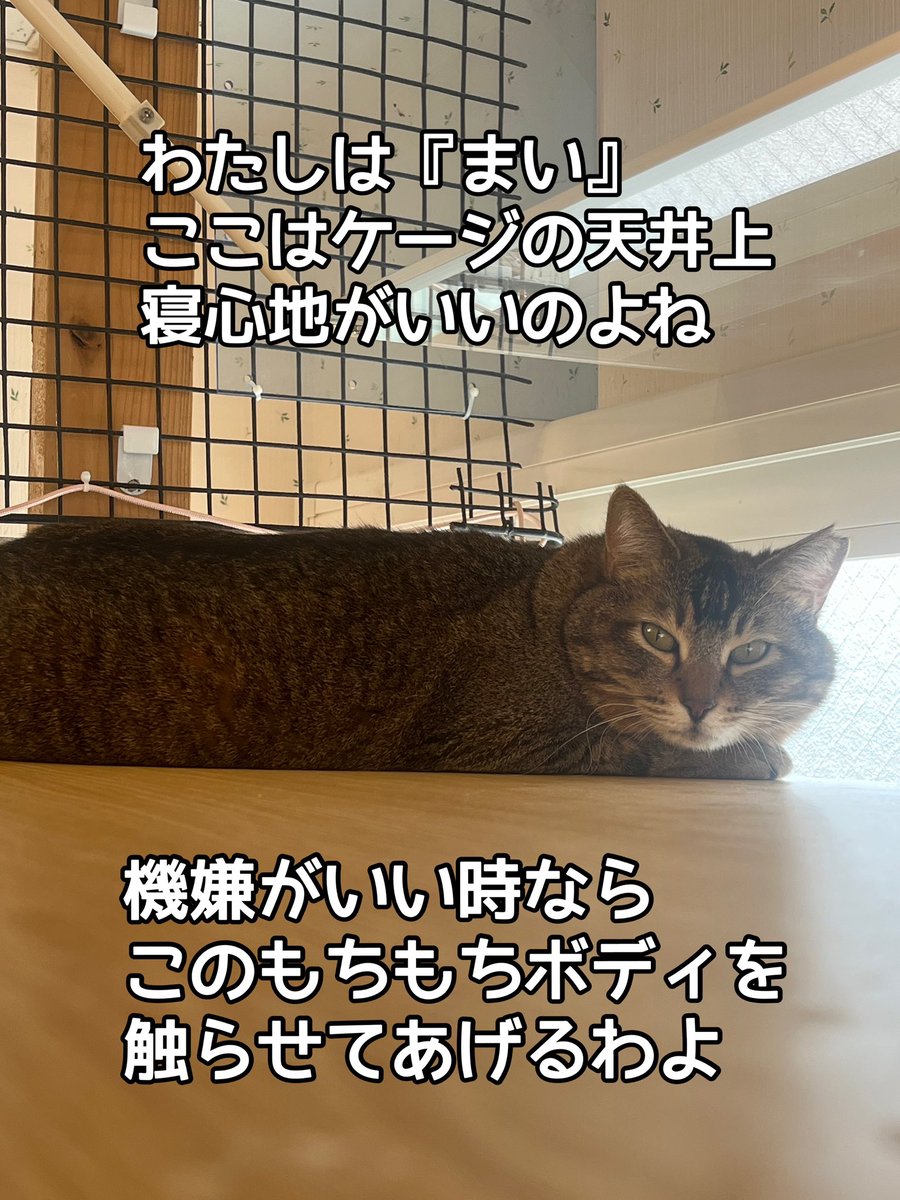 『おうちにおいで』 tweet media