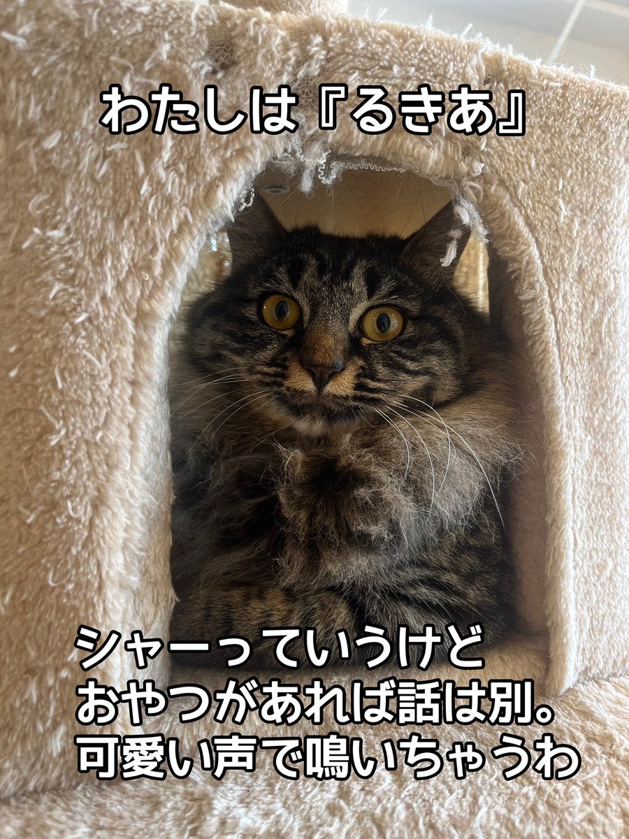 『おうちにおいで』 tweet media