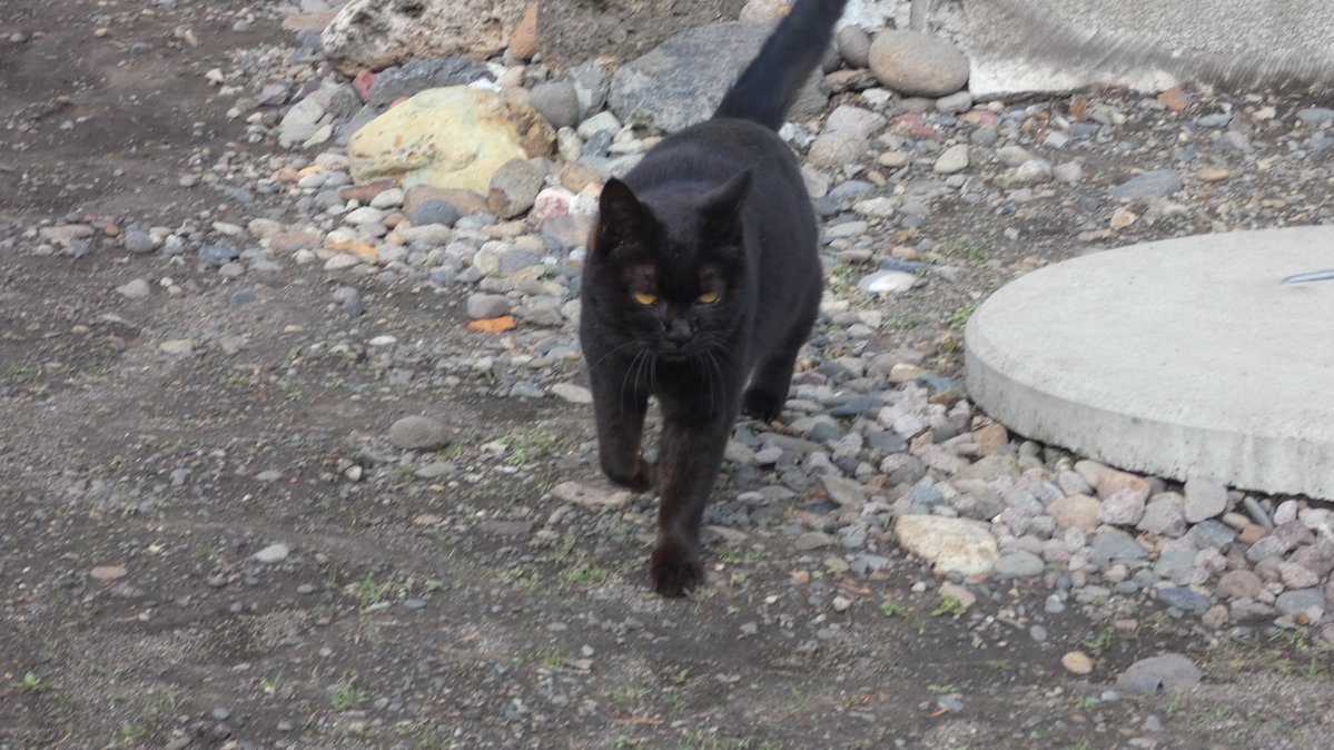 まびん＆ノワールとその仲間たち🐈‍⬛🕊 tweet media