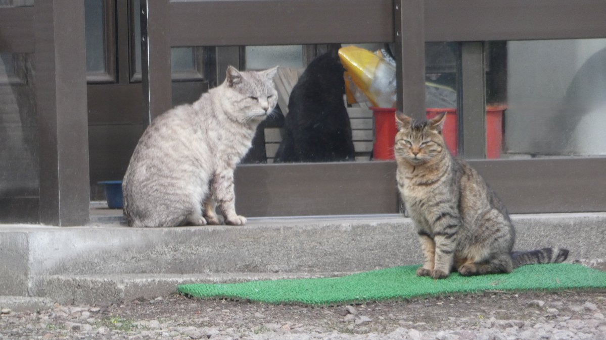 まびん＆ノワールとその仲間たち🐈‍⬛🕊 tweet media