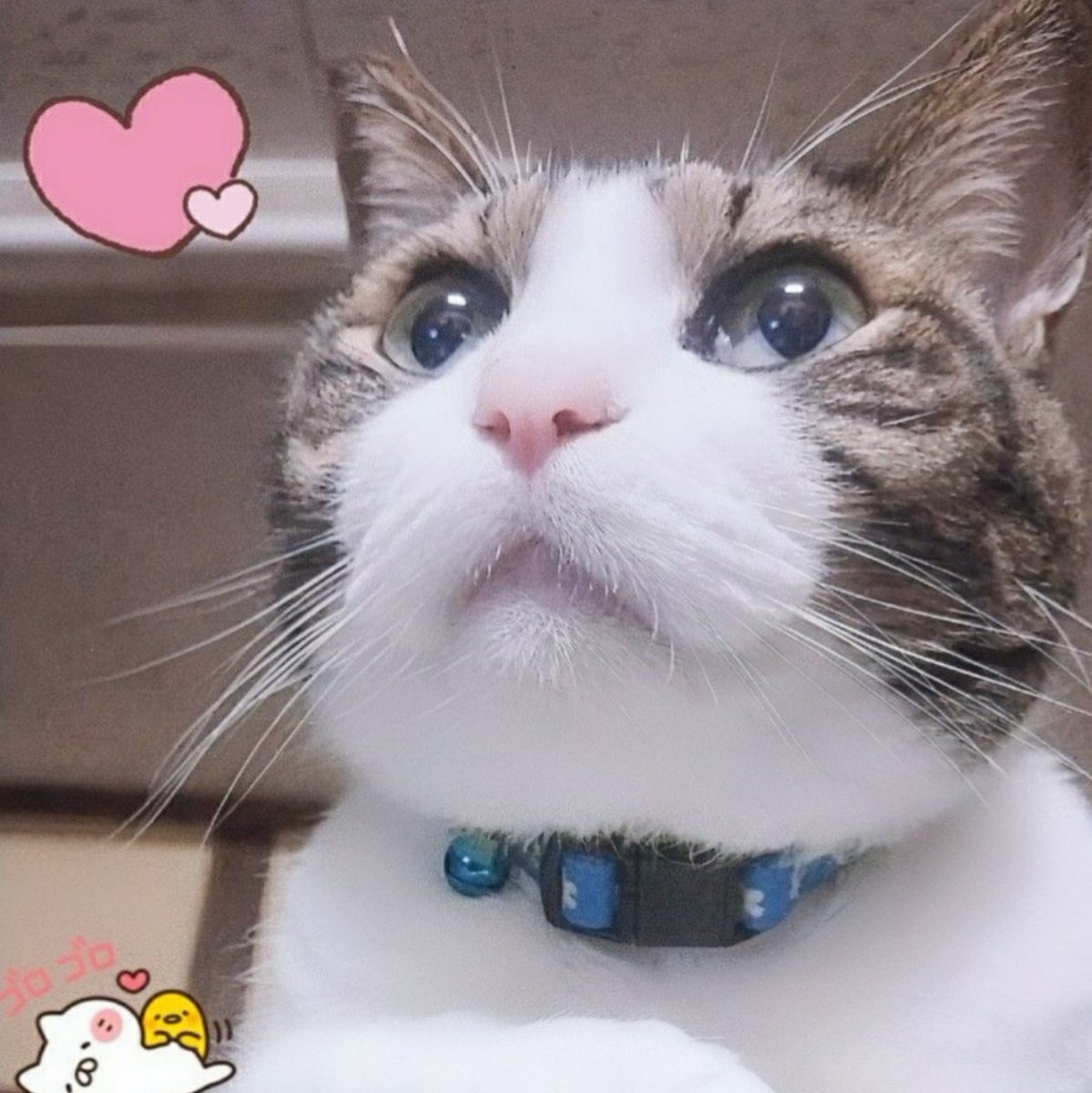 💫楪組🌿スパイク🐱木更津✡️🦒🐈💣📛🐶🌰🌟🧸🍓🐻🍯🐣 tweet media