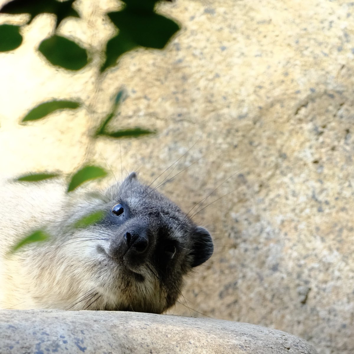 Hangin out at the zoo