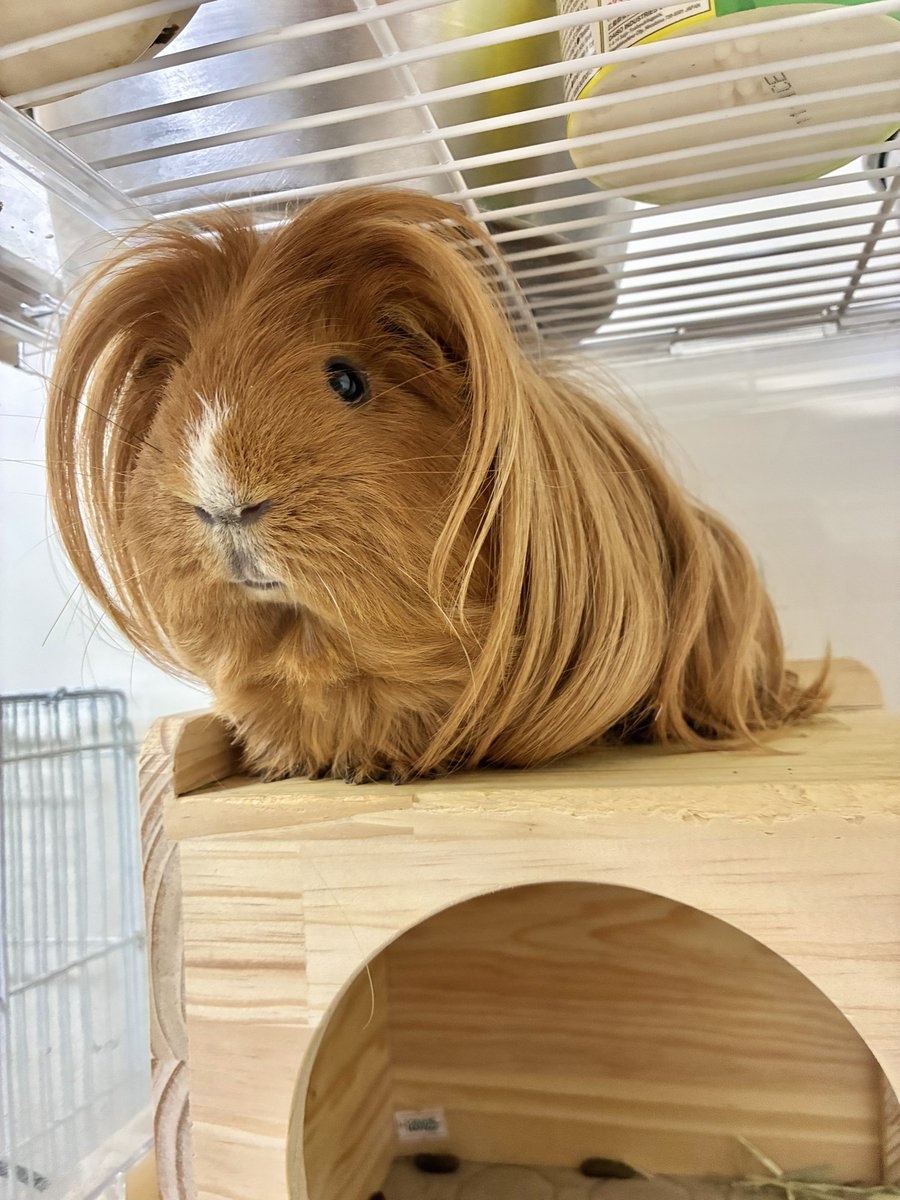 はるこっこ🐾ディカプリオとなかまたち tweet media