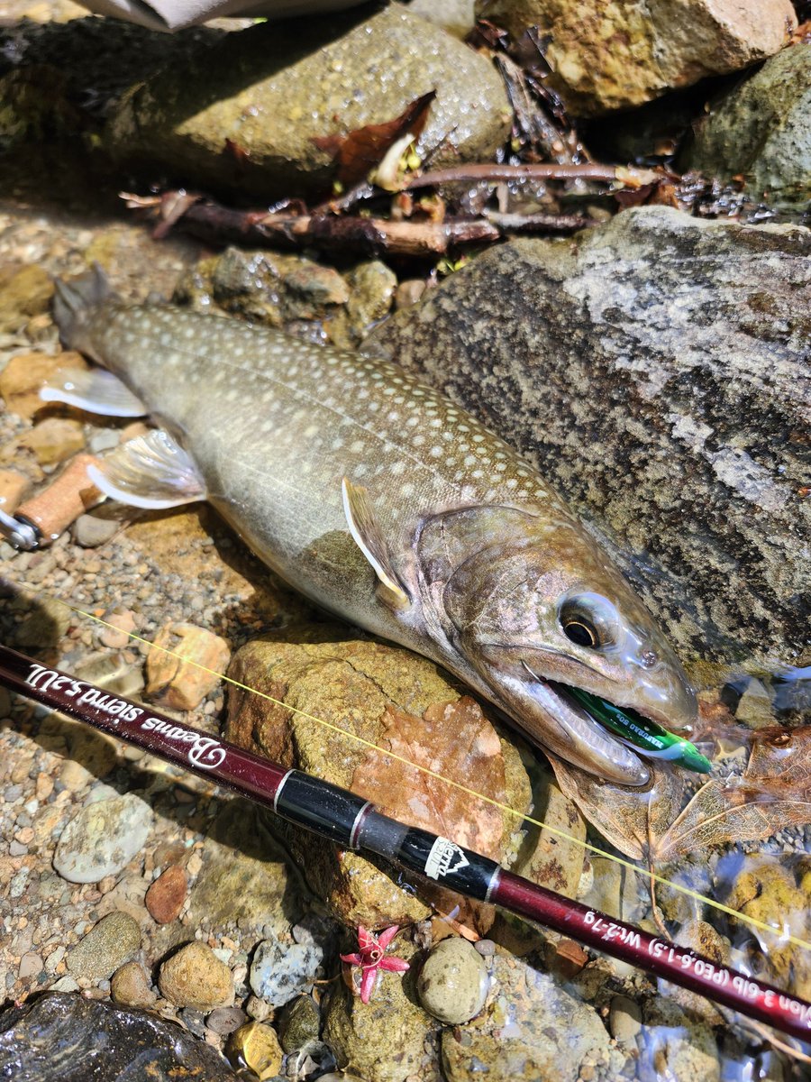 jimf97093731's tweet image. 30後半イワナぼっこぼこで楽しい
#fishman
