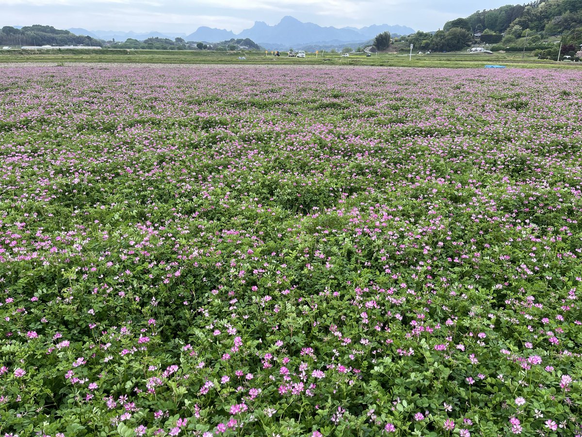 arip314's tweet photo. 安中・小俣　れんげ草と妙義山 https://t.co/VWiA5lyoyD