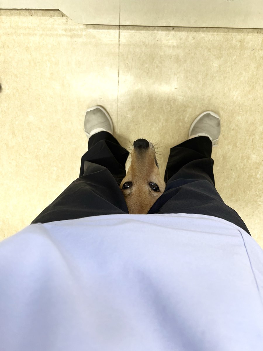 大師前どうぶつ病院 tweet media