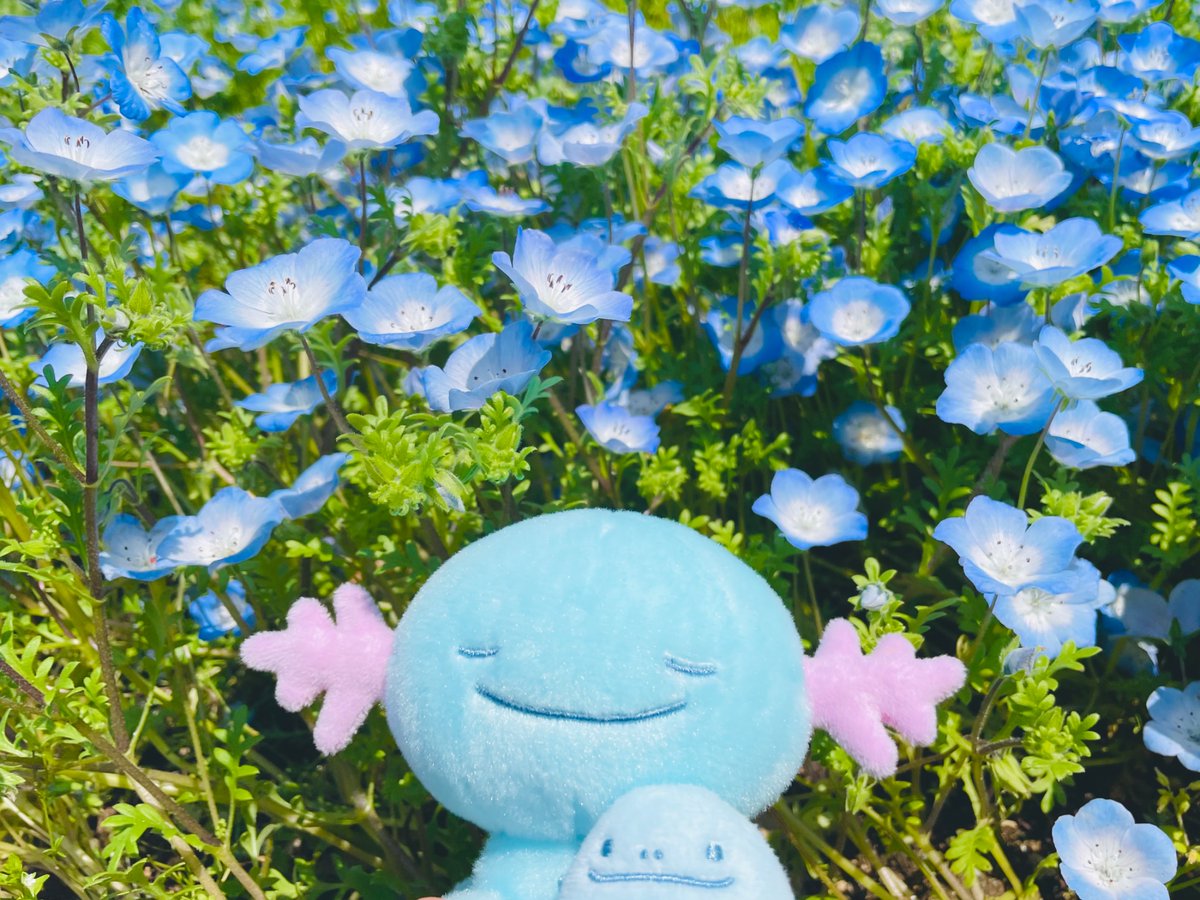 青のガーデンでウパーちゃんお休み💤