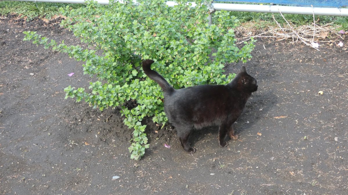 まびん＆ノワールとその仲間たち🐈‍⬛🕊 tweet media