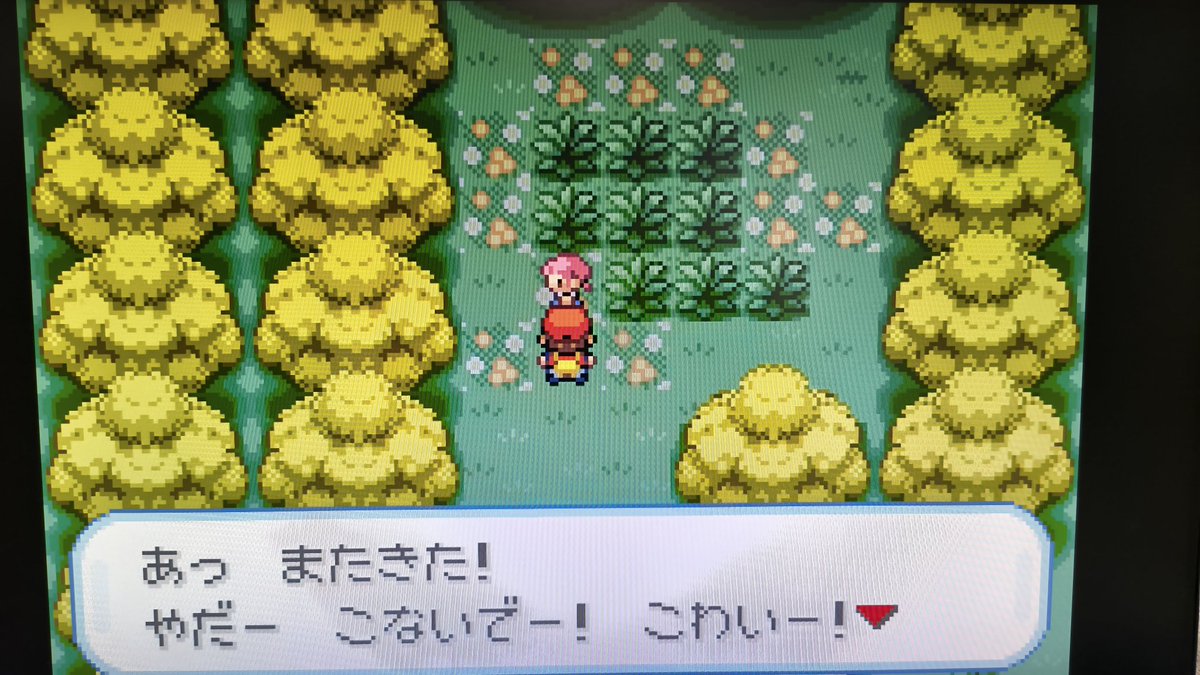 ミドリカワセミ tweet media