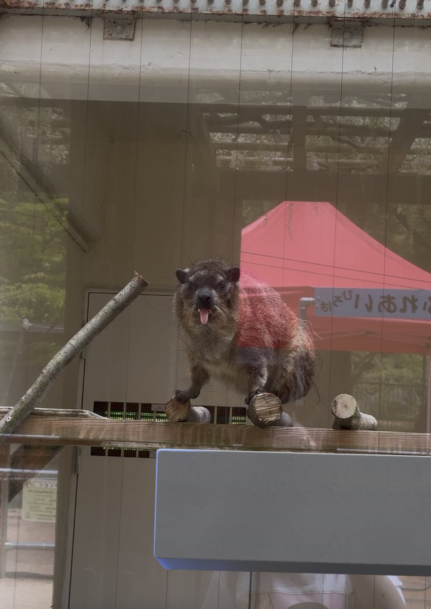 あやか tweet media