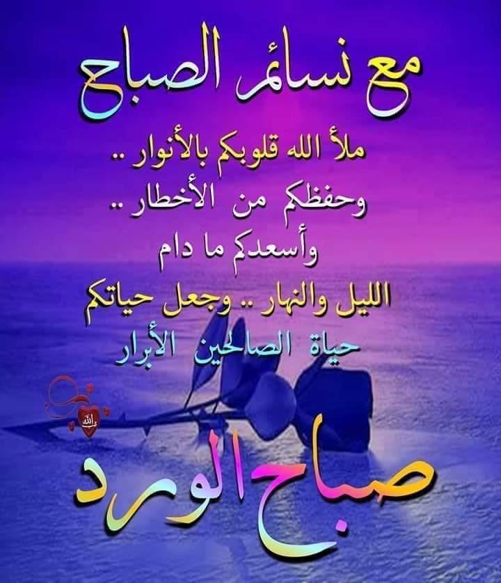 شیماء علي tweet media