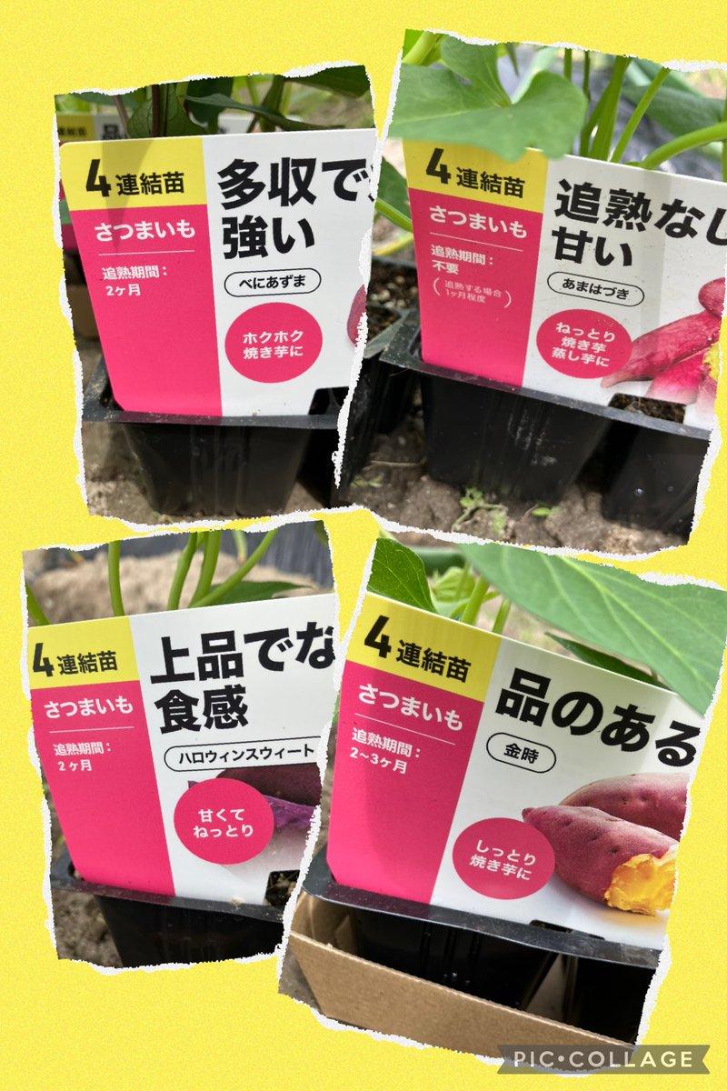 趣味の園芸🧑‍🌾 今年もサツマイモ🍠を植える時期となり雨が降る前に畑