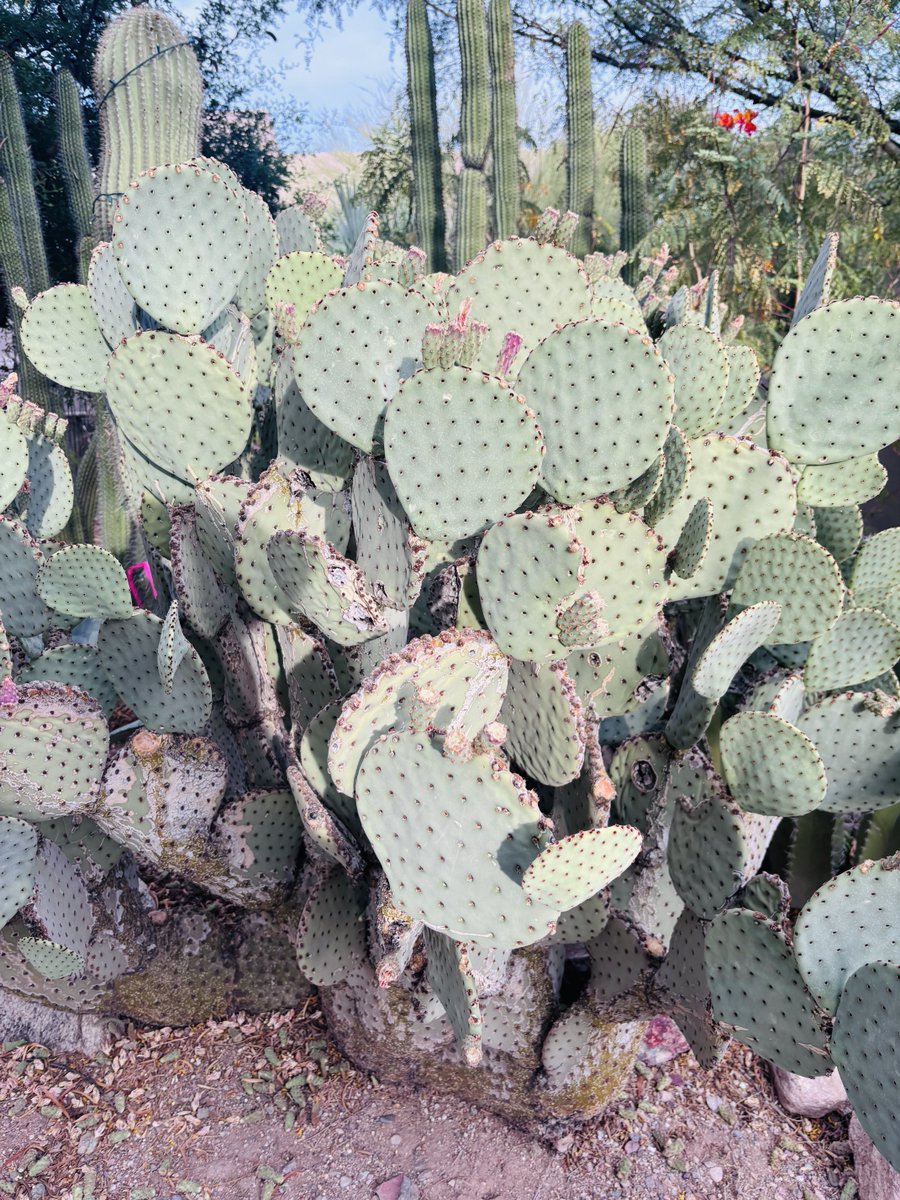 RealLeslieWhite's tweet image. Amazing #Cacti in #Tucson #Arizona!  It is really an amazing diverse state. Get out and experience mother nature. 🌵🏜️🇺🇸🌵