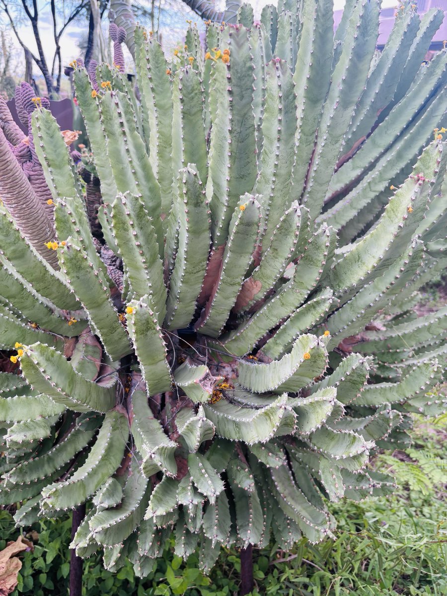 RealLeslieWhite's tweet image. Amazing #Cacti in #Tucson #Arizona!  It is really an amazing diverse state. Get out and experience mother nature. 🌵🏜️🇺🇸🌵