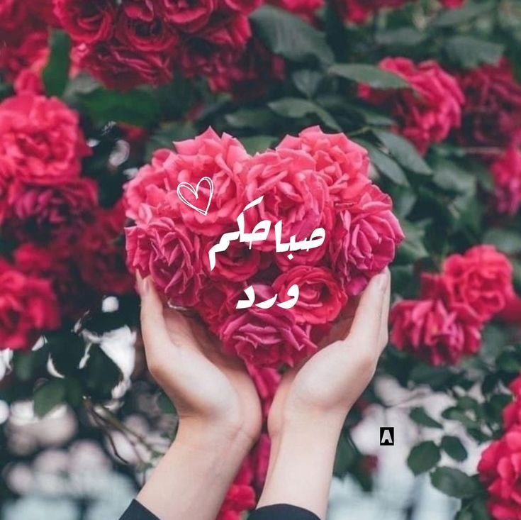 وُيَٻقٌى آلُآمْلُ ‏𓃗 tweet media