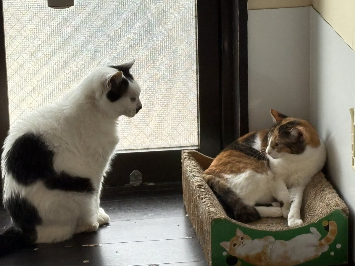 横浜猫カフェミーシスCat Cafe Miysis tweet media
