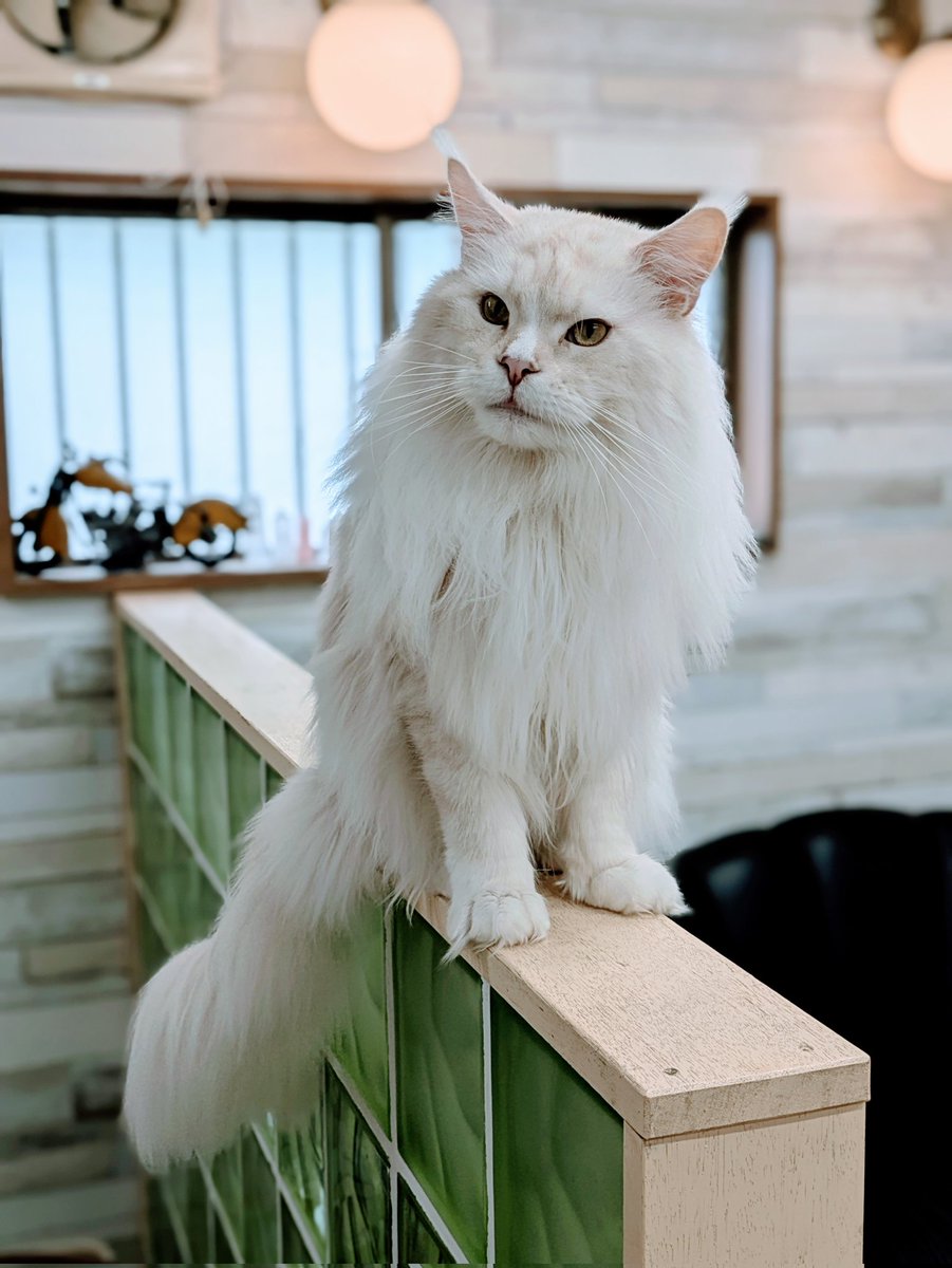 reorukasuzu's tweet image. こんにちは😊　今日の猫様🐈‍⬛
#メインクーン #猫　#cat