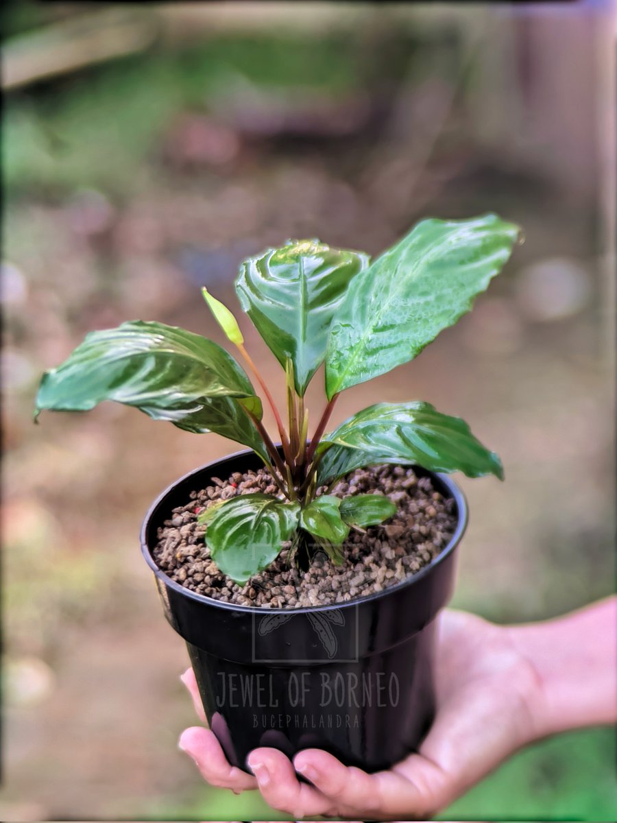 Jewelofborneo's tweet photo. Bucephalandra sp Malinau
✈️Shipping world wide
Phytosanitary and 100% legal!!
Dm for information
-
-
-
-
-
-
-
#bucephalandra #buce #jewelofborneo #jobb #aroid #ブセファランドラ #부세파란드라 #homalomena #ホマロメナ #jungleplant #schismatoglottis https://t.co/sHZrqStmiA