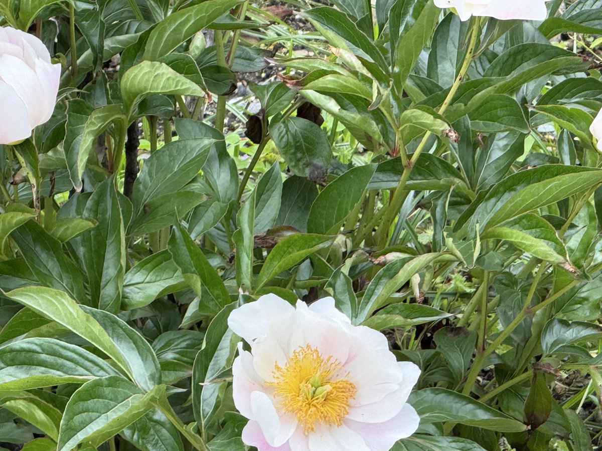 Splendeur_ginza's tweet photo. 芍薬本当に素晴らしい綺麗！ https://t.co/fXuEwlUosx