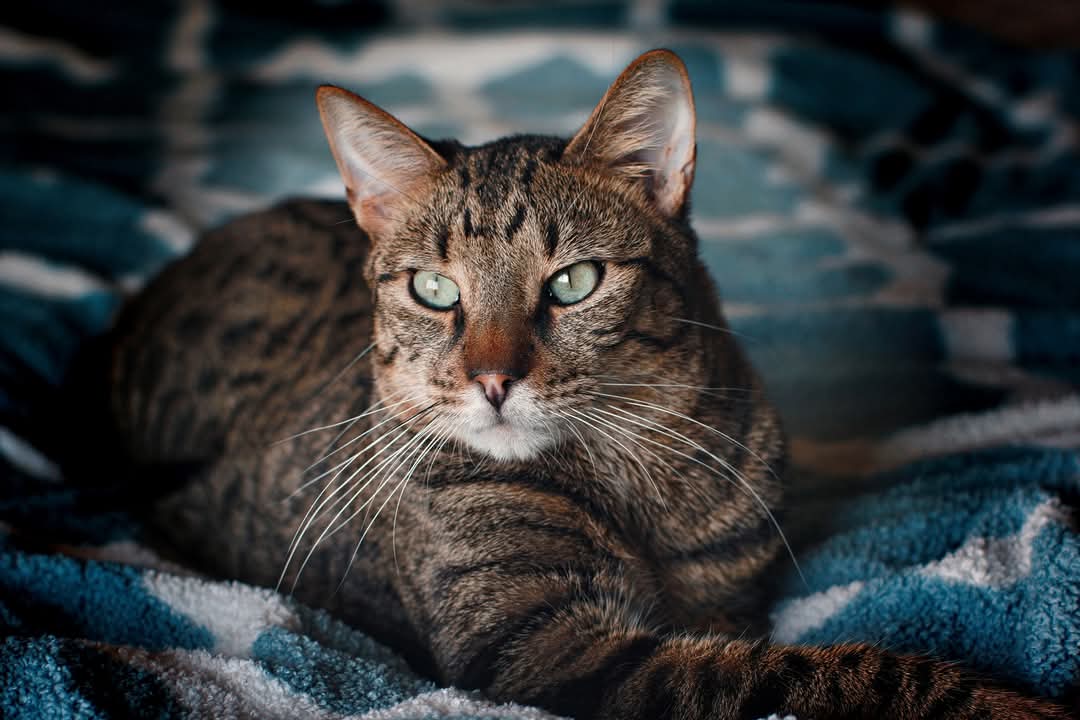 Ozzmak's tweet image. ozzmak.bandcamp.com
#ozzmakmusic #cat Murphy ❤️