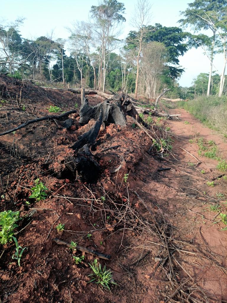 AbiluTangwa's tweet photo. This is not land preparation. This is land destruction. 
Slash and burn destroys in hours what nature built in centuries:
❌ Kills soil life  
❌ Triggers landslides  
❌ Worsens climate change  
❌ Leads to biodiversity loss  

Our ancestors lived with the land. https://t.co/JHHlI73zn1