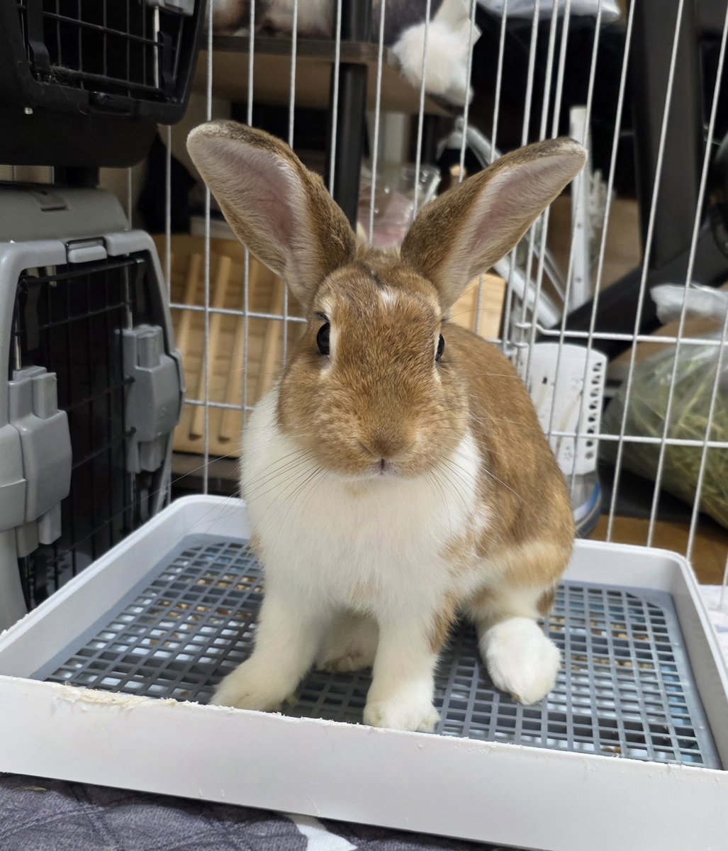こんにちは😊🐰🐰🐰🐰 #うさぎ