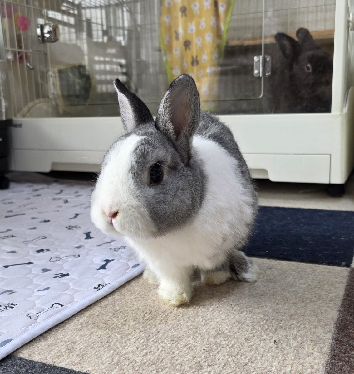 こんにちは😊🐰🐰🐰🐰 #うさぎ