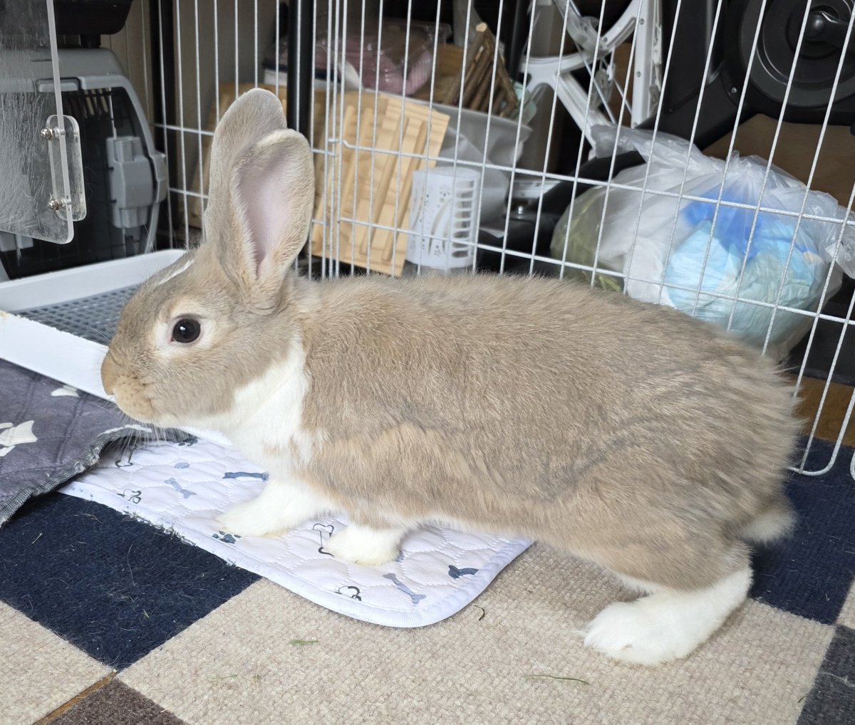 こんにちは😊🐰🐰🐰🐰 #うさぎ