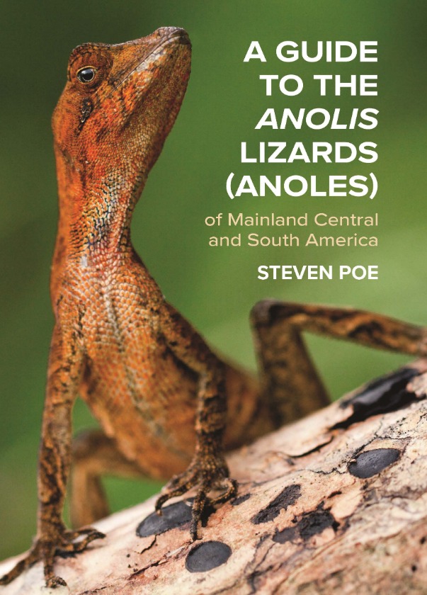 fpayala2000's tweet photo. ❇️ Por ello, Poe sugiere reconocer provisionalmente a todas las poblaciones bajo el nombre de Anolis vittigerus hasta contar con estudios moleculares y filogenéticos complementarios.

📸 Foto 1 y 2: Fernando Ayala (arriba macho, abajo hembra).
#lyra
#vittigerus 
#Draconura https://t.co/XWzYfNyzos