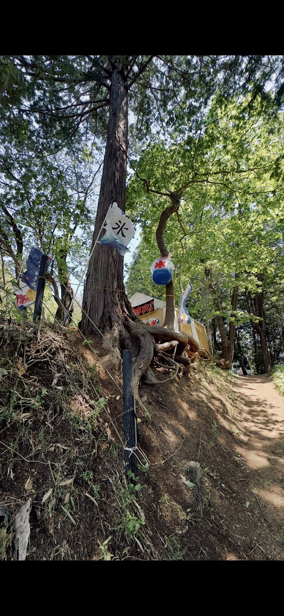 PhotoSaitama's tweet image. Good morning, bud! #treepeople