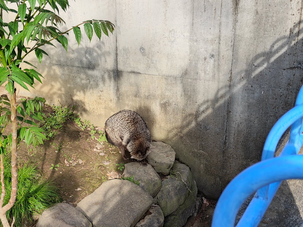 eight0568's tweet photo. #見た人も無言でたぬちゃんを貼る https://t.co/0uVHeuIjll