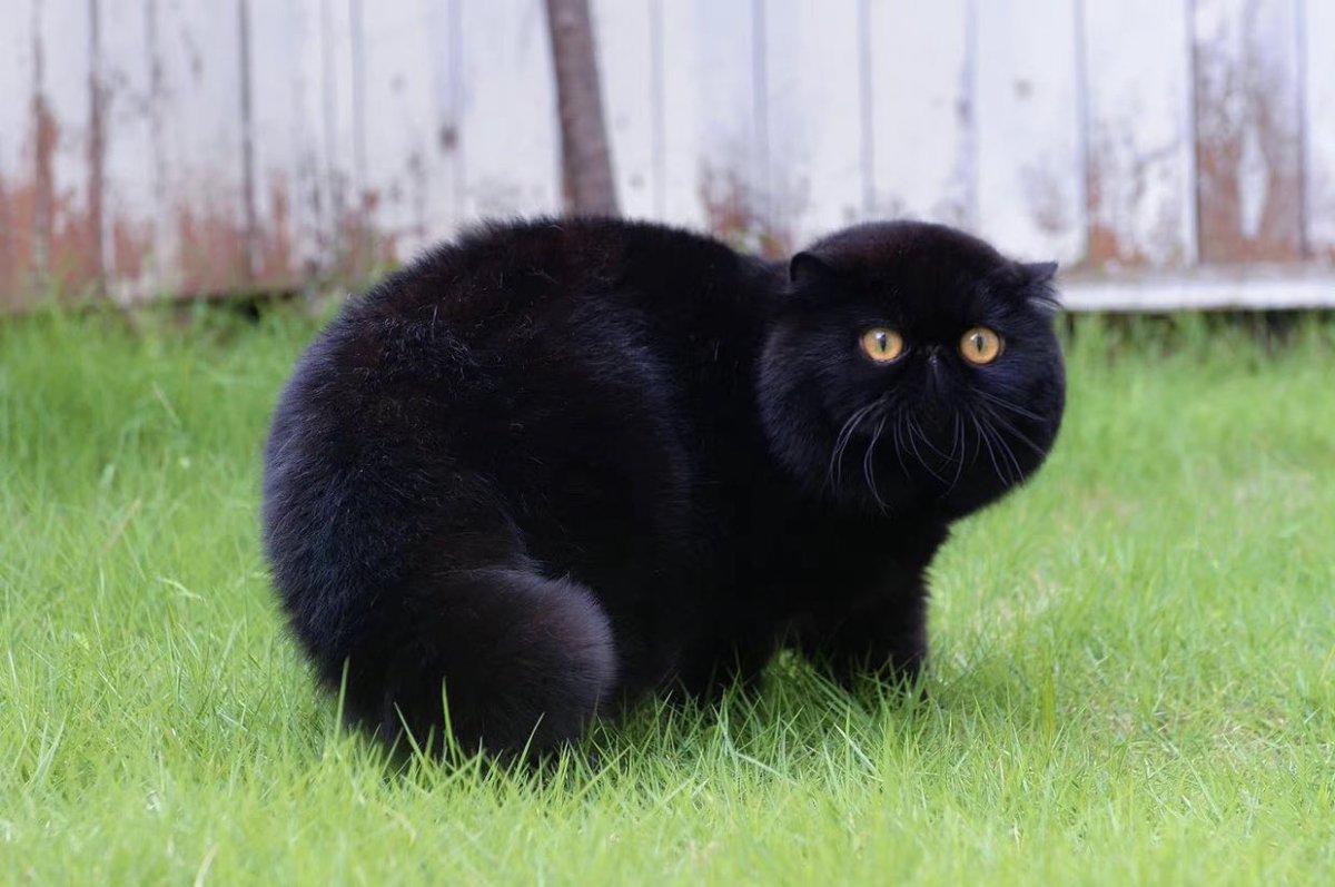 Cat is life ~猫は人生~ tweet media