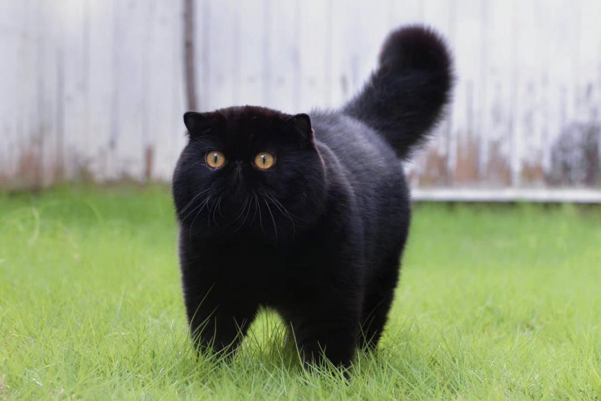 Cat is life ~猫は人生~ tweet media