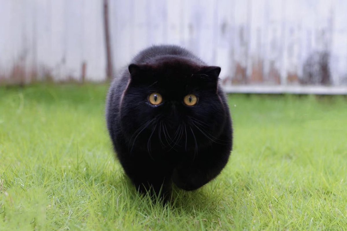 Cat is life ~猫は人生~ tweet media