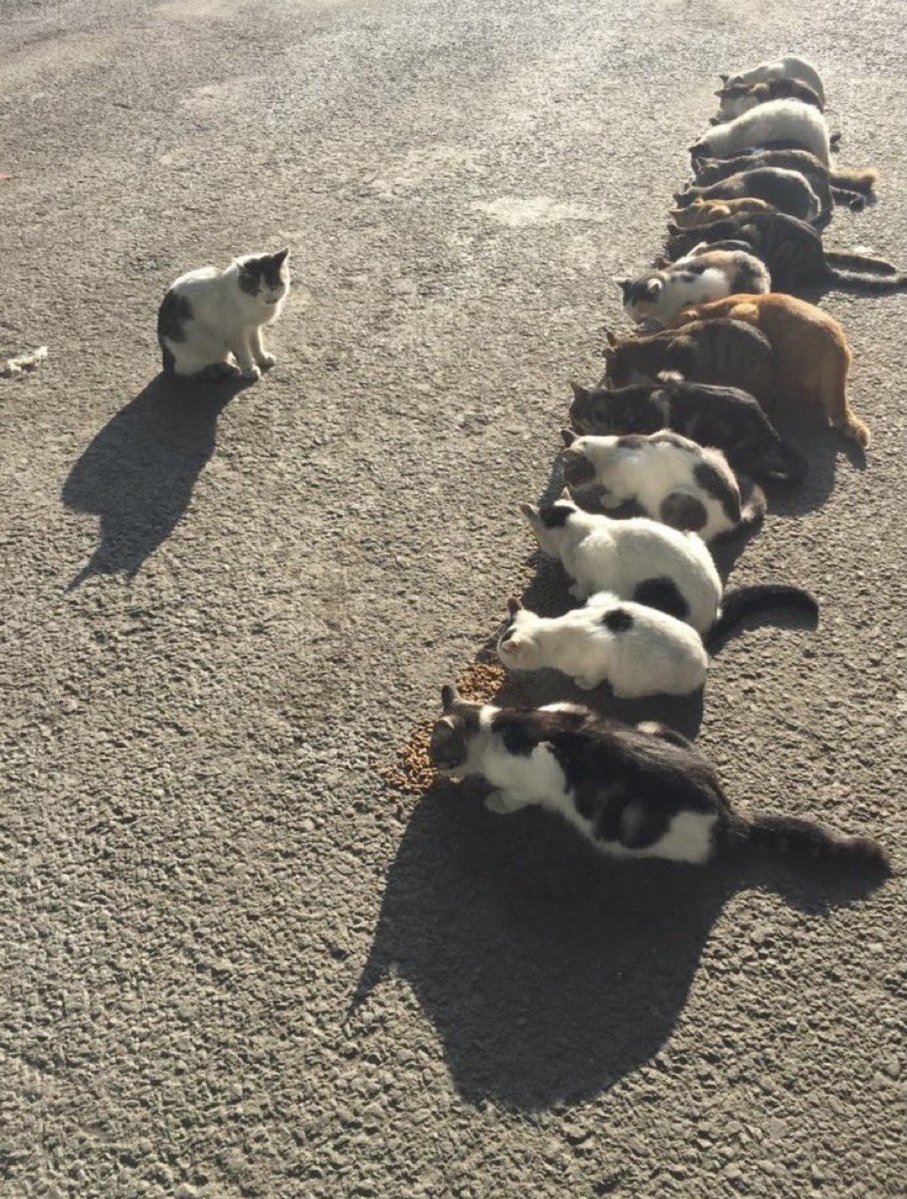 Cat is life ~猫は人生~ tweet media