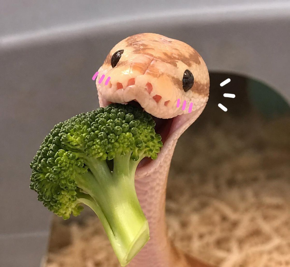 Snake tweet media