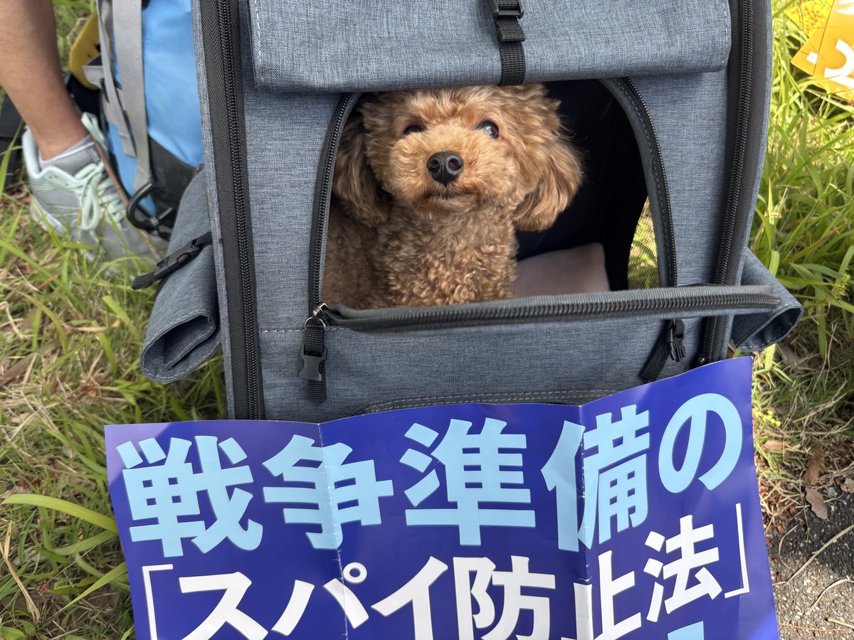 eien_free_union's tweet photo. 憲法集会に参加してます　今のところ5人と１匹
#憲法改悪反対だ��ン https://t.co/WHjfAarZ29