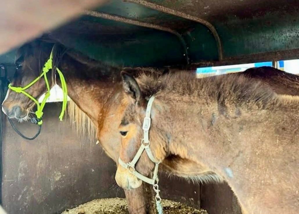 Two Wild Hearts Sanctuary tweet media