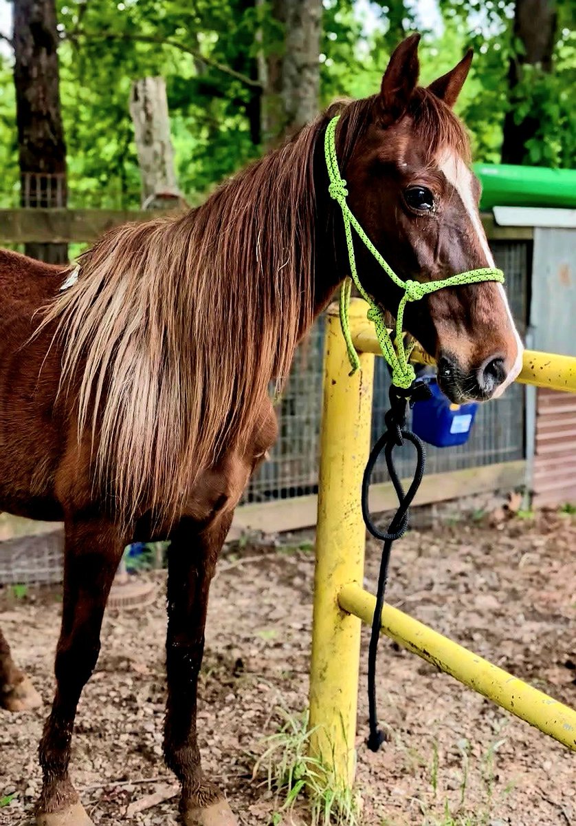 Two Wild Hearts Sanctuary tweet media
