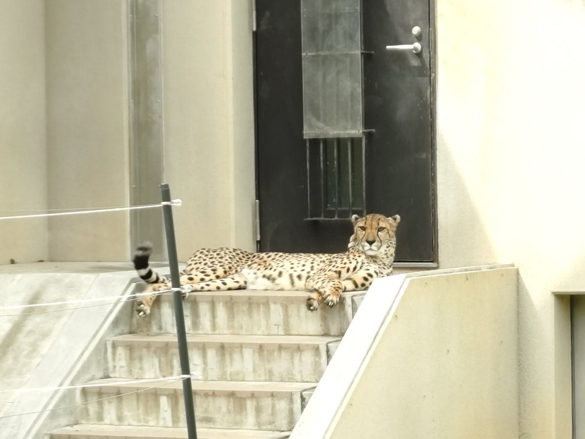 千葉市動物公園【公式】 tweet media